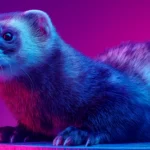 AiSDR blog | Hero image | 11 Weasel Words You Want to Avoid in Sales Emails | UPD 2026